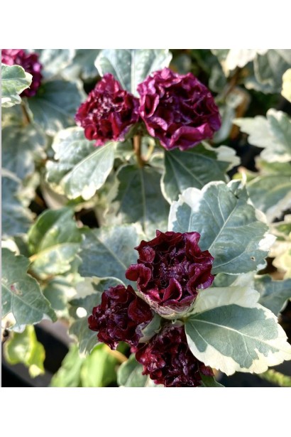 Ближний план цветка Hibiscus syriacus Purpureus Variegatus.